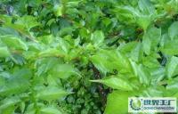 Amorphophalms konjac直銷魔芋[供應]_植物提取物_世界工廠網(wǎng)中國產(chǎn)品信息庫