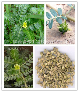 植物提取物-刺蒺藜提取物 90%男性壯陽補(bǔ)腎原料-植物提取物盡在阿里巴巴-陜西森.