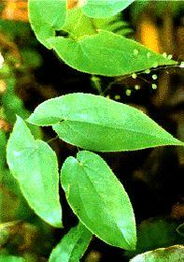 長沙綠然生物科技采購部 植物提取物產品列表